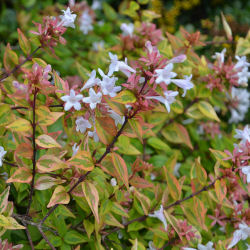 abelia grandiflora -kaleidoscope